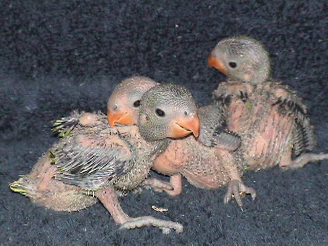 Filhotes de Tarantas