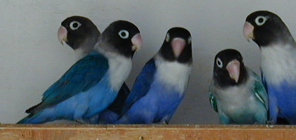 Personatas violetas