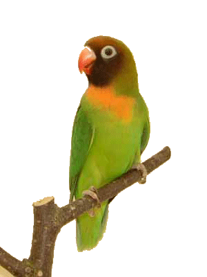 Nigrigenis verde