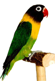 Personata verde