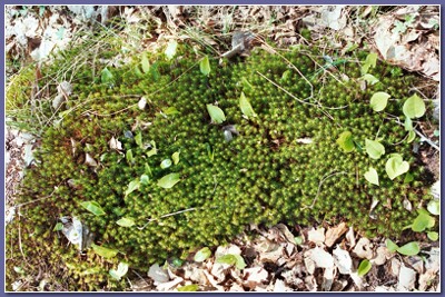 [Moss]