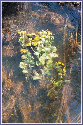 [Marsh marigolds]