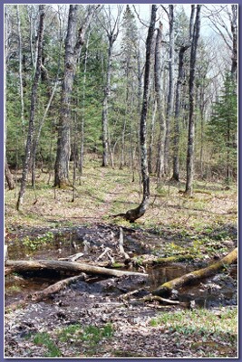 [Deadfall]