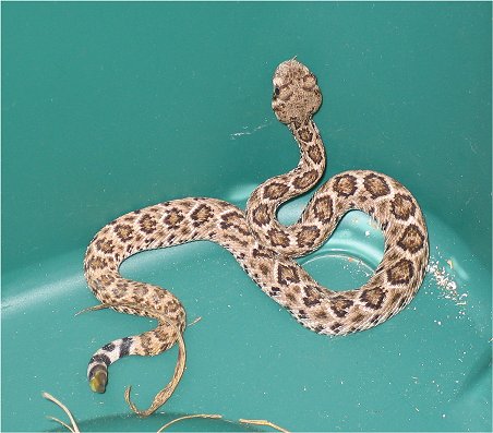 western diamondback rattler