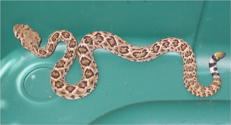 western diamondback rattler