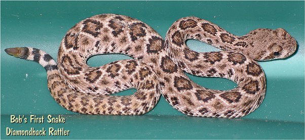 western diamondback rattler