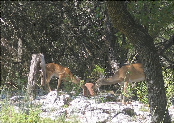deer