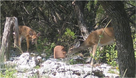 deer