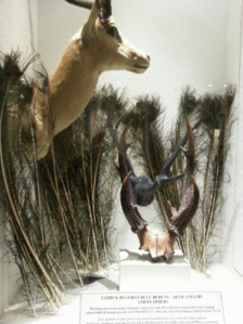 Deer