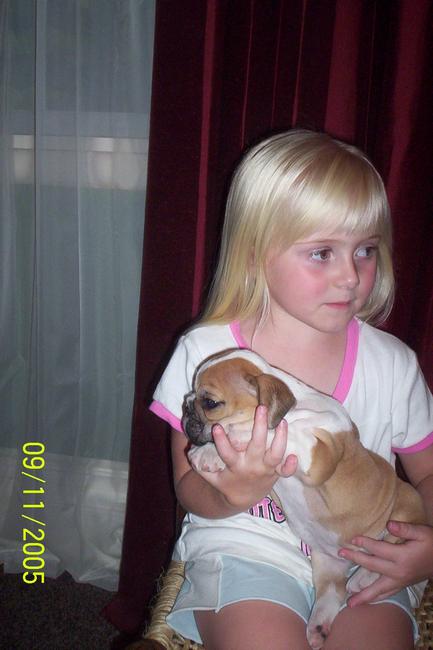Fawn & White Female $1500.