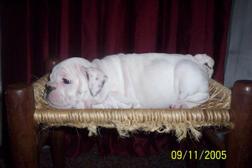White Female $1500