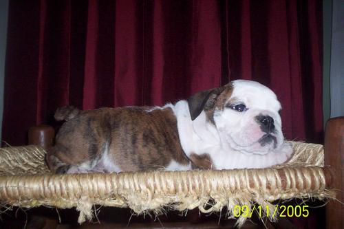 Male Brindle w/White $1500
