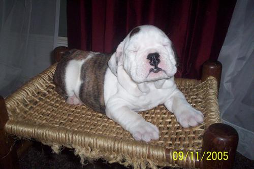  Male $1500&nbsp; White w/Brindle markings