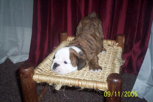 Female Brindle w/White $1500