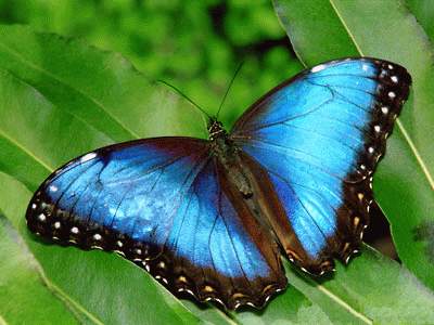 Morpho Butterfly