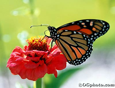 Zinnia Butterfly