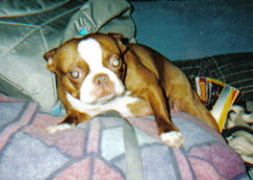 Ruby is My Mothers Boston Terrier