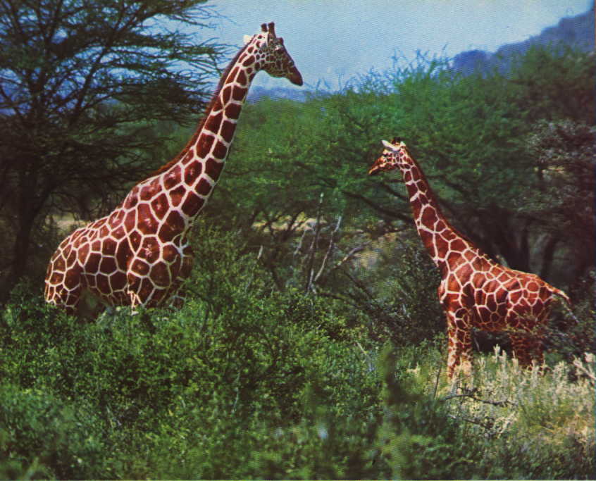 /user/giraffes.JPG