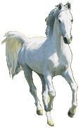 /user/horse5.gif