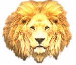 /user/lion.gif