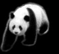 /user/panda2.gif
