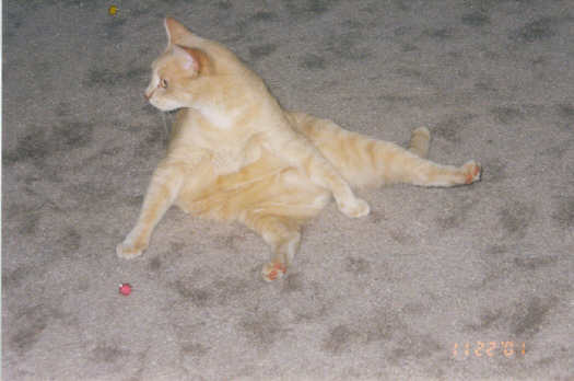 My kitty Tiger