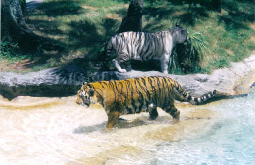 Busch Gardens 2002