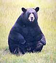 /user/bear4.jpg