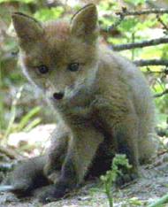 Click here to go to my FOXES page!!! KAWAII!!!!!