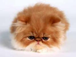 You will not see this cat on this website!
