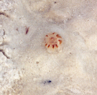 baby jellyfish we came across on the beach