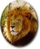 lion.jpg (6461 bytes)