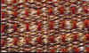 MUSK-SISAL.jpg (113567 bytes)