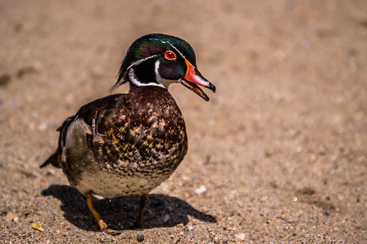 Duck