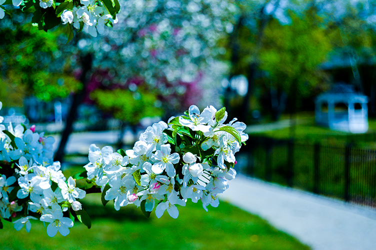 Flowers