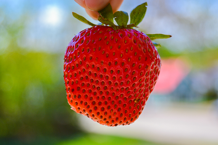 Strawberry