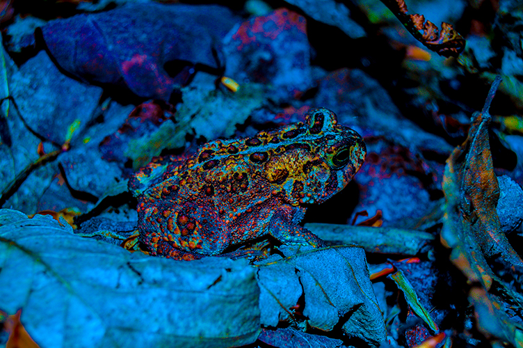 Toad