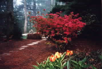 Spring in Brevard