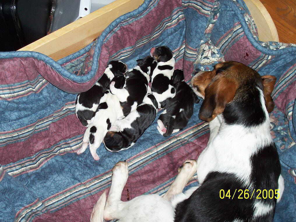 pups the day of birth