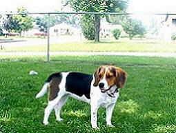 hanna