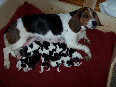 pups the day of birth