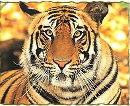 Tiger in Ranthambhore
