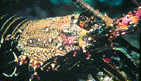 /user/lob-hawi-marginatus.gif
