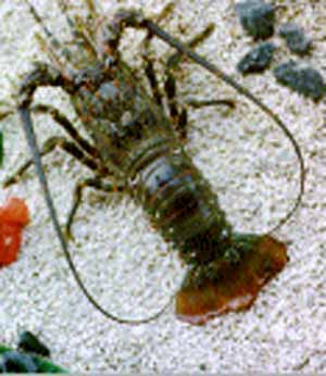 /user/lob-homarus-2.jpg
