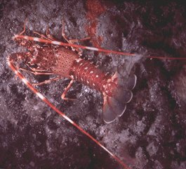 /user/lob-red-vulgaris.jpg