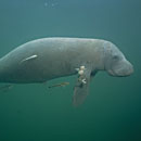 /user/manatee.jpg