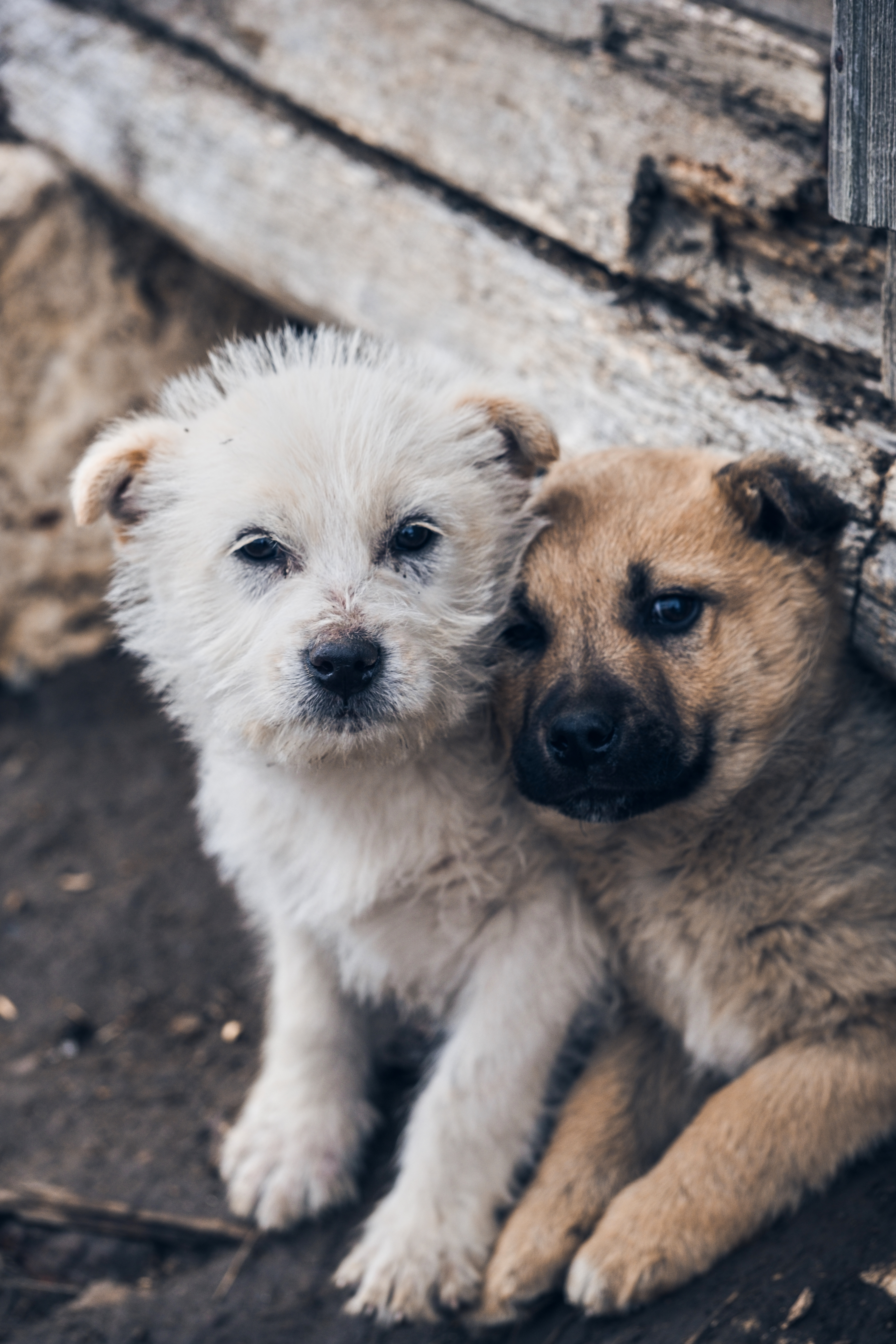 perros