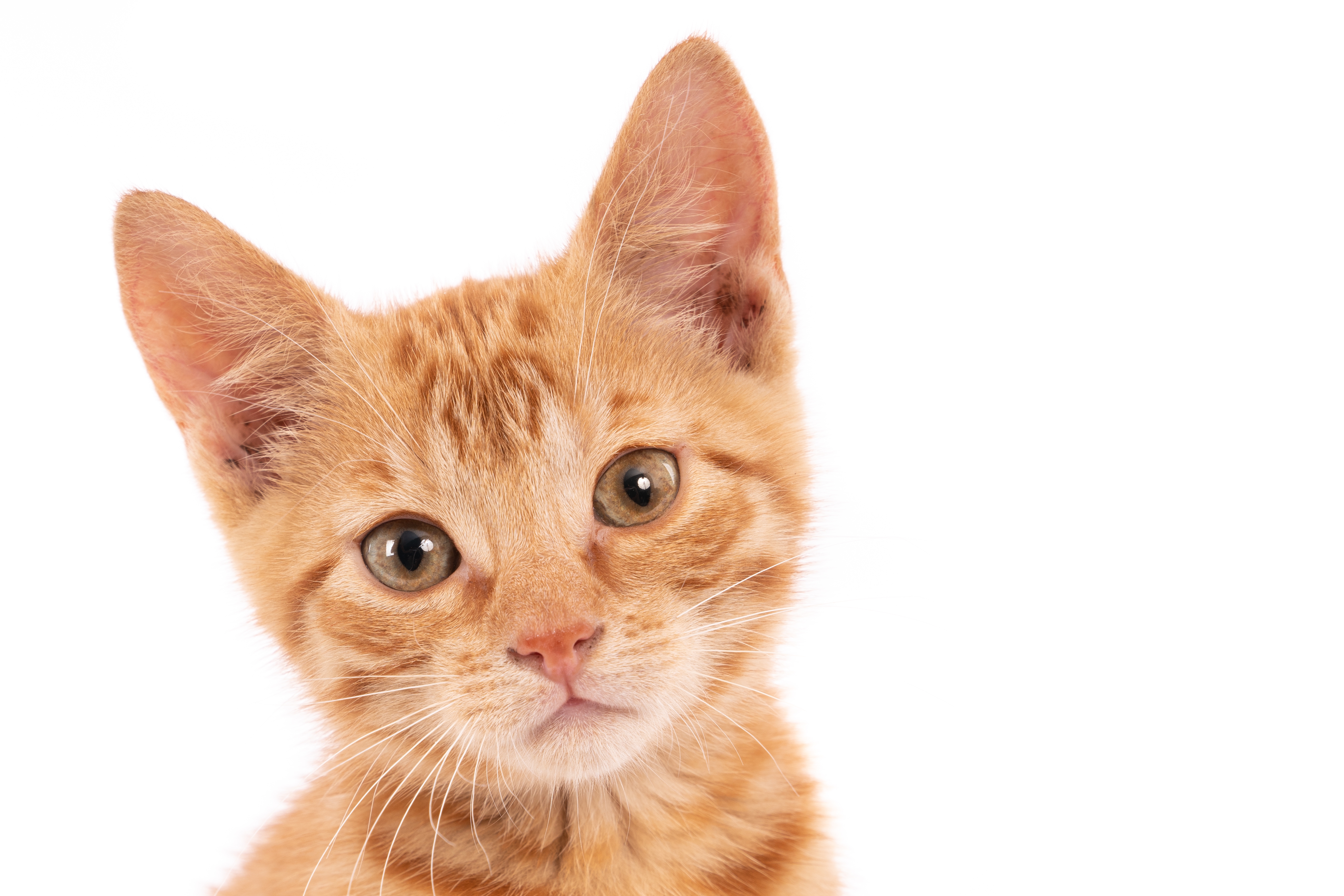 gato