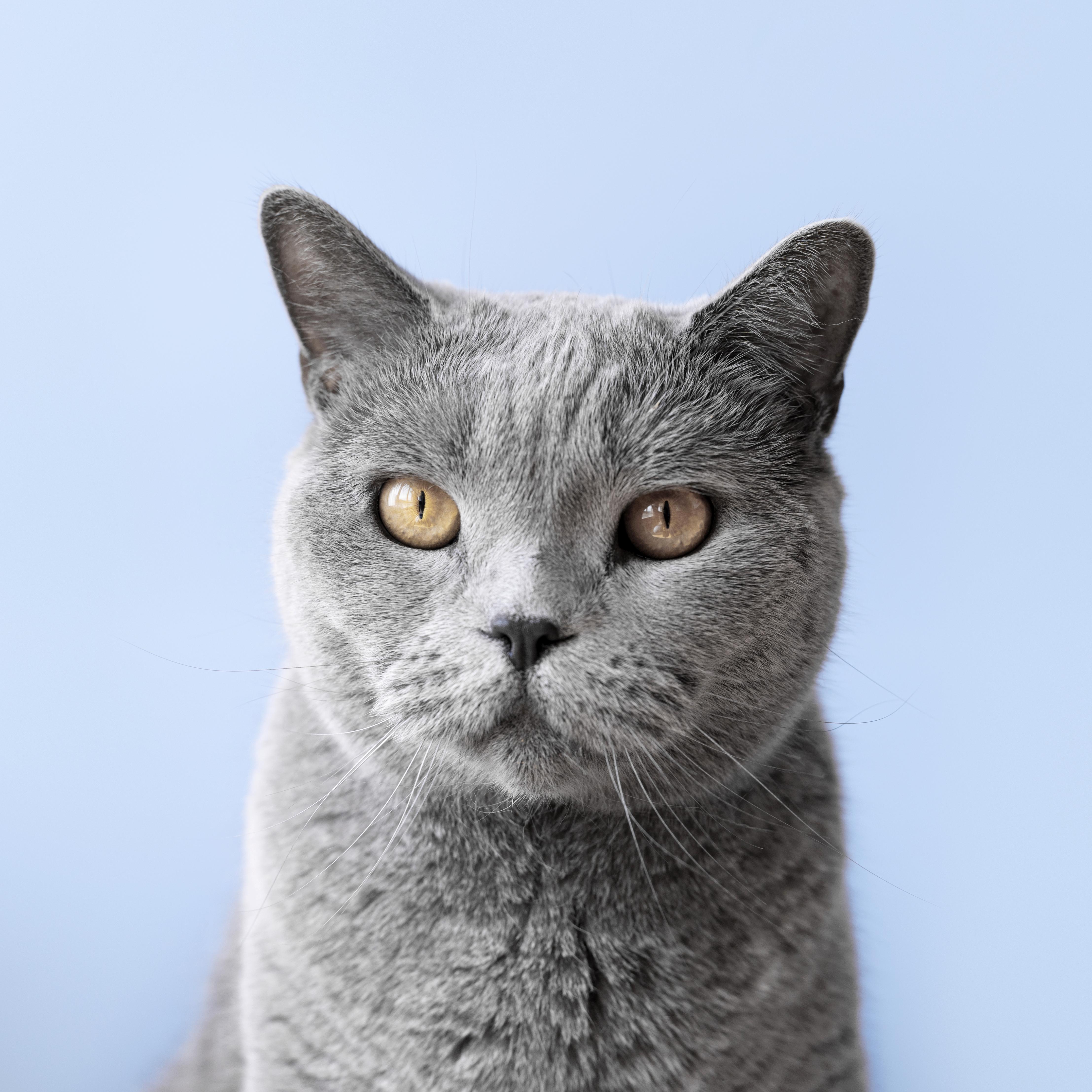 gato