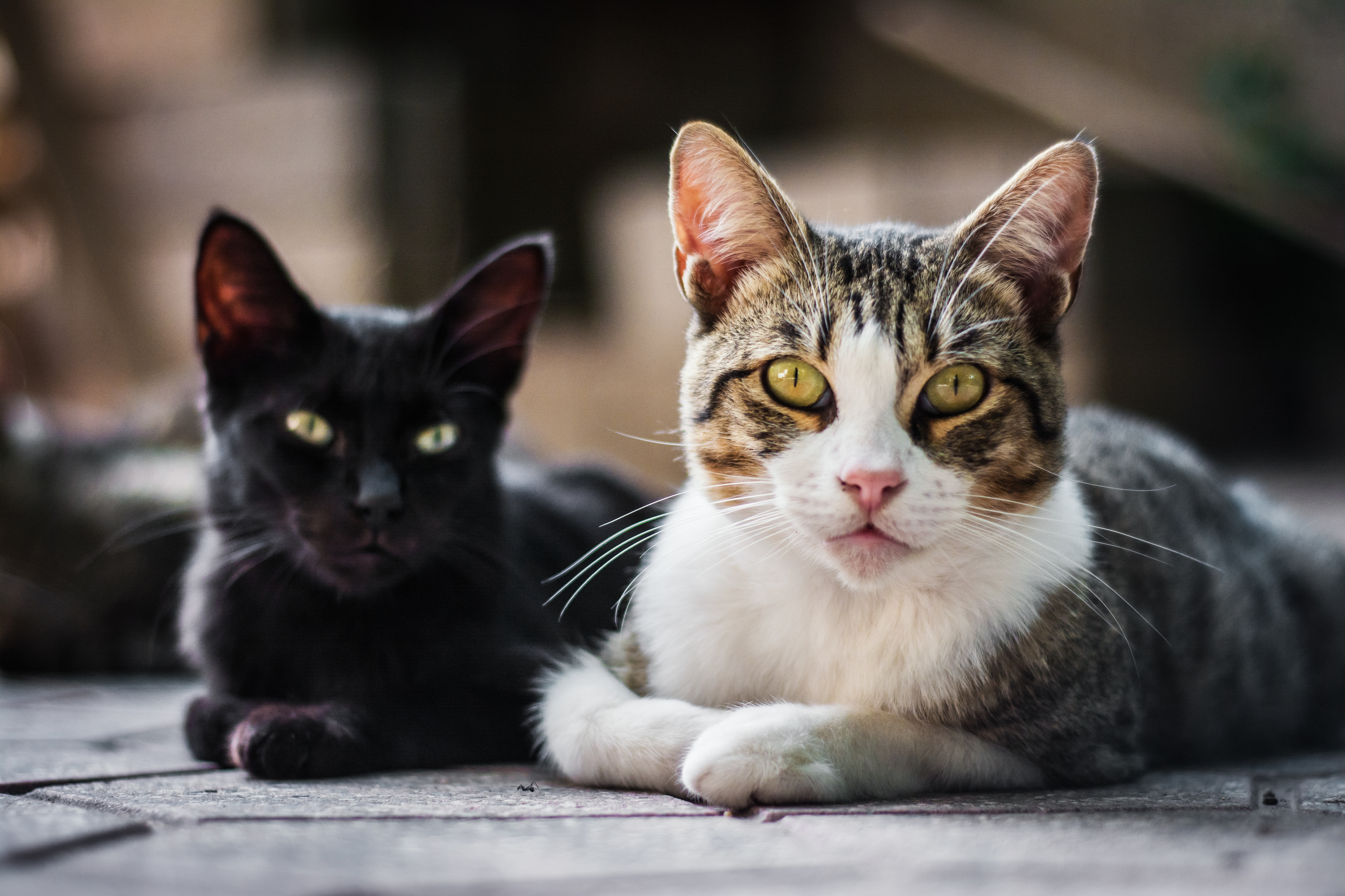 gatos